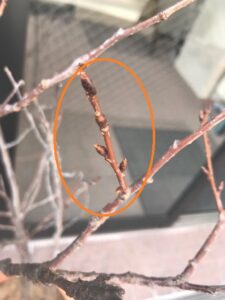 春の訪れを感じる瞬間