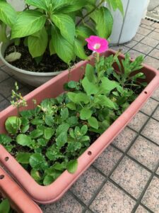 咲きました・・・！