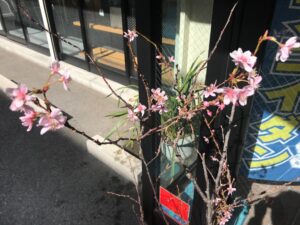 桜の季節は一瞬です！