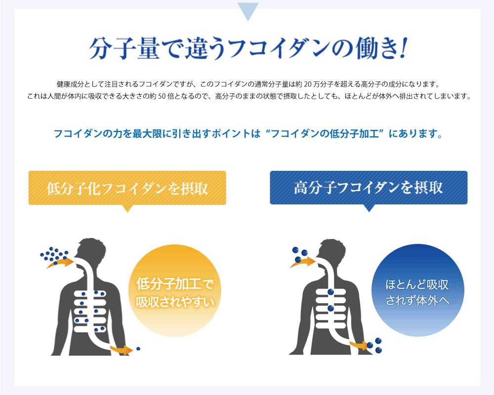 分子量で違うフコイダンの働き