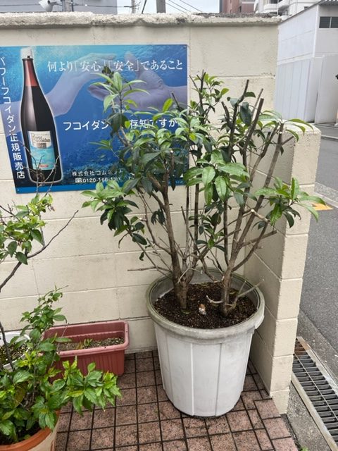 2年前の金木犀の剪定