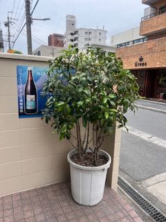 剪定後の金木犀