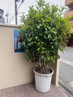 剪定前の金木犀