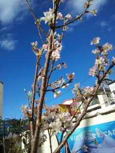 早めの桜1