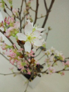 桜挿し木1
