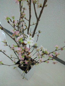桜挿し木2