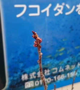 桜のつぼみ